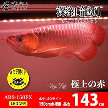 アルカナライト 150cm用 紅龍 テンニング 色あげ アロワナ LED5列仕様 楽天市場】スーパーレッド 紅龍 レッドアロワナ 水中 アロワナ